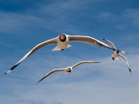  「鳥の道」：孤独と希望の交差する静寂