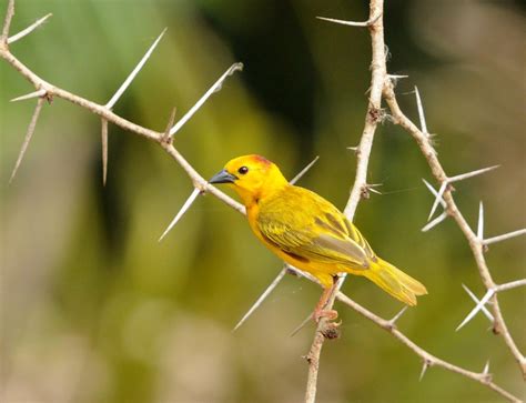  「金の鳥」の神秘的な輝きと、その背後にある壮大な物語！